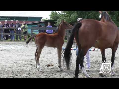 SL116 Stutfohlen von Sandro Boy - Caretino - Landgraf I