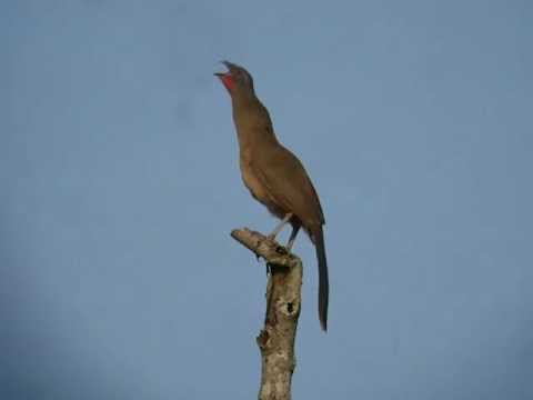 download lagu mp3 mp4 Plain Chachalaca, download lagu Plain Chachalaca gratis, unduh video klip Plain Chachalaca