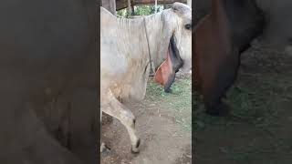 Download Lagu cow unloading, cow videos, cow video, big cow, goru hamba cow,cow brahman Ep 76 Thumbnail