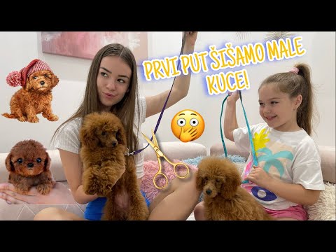 ŠIŠAMO I KUPAMO MALE PUDLICE! *Arija se iznenadila*