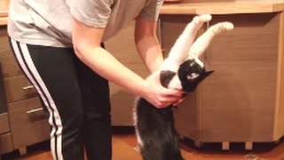 Cat Loves Hugs | Can I Get a Pick Me Up?
