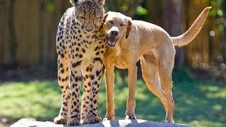 Cheetah and dog friends celebrate anniversary together at Busch Gardens Tampa