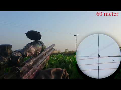 Short Time Hunting Starling With Nova Vista Hp P900w 100 Meters..!!