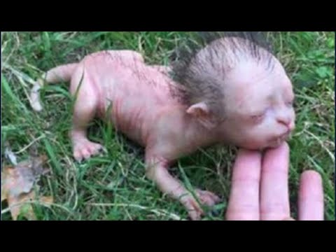 Science Experiments That Went Horribly Wrong