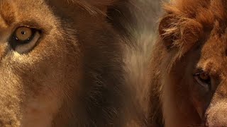 Sabaton - The beast (English Lyrics)