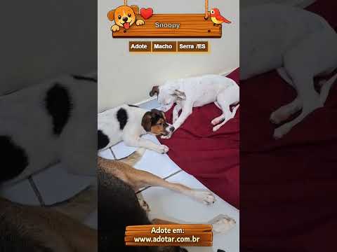 Vídeo de Snoopy