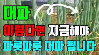 대파 잎이 누렇고 검은 반점 지금 습할때 많이 생겨요. 비 안올때 방제해야 파릇파릇한 대파가 됩니다.대파 웃…