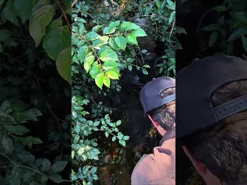 CÓD. 2594 | ÁREA RURAL NO NORTE PIONEIRO DO PARANÁ | 7 ALQUEIRES