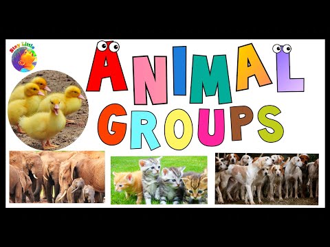 What are the names of different animal groups| Animal groups list| list of animal groups