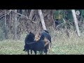 Animal Sex
