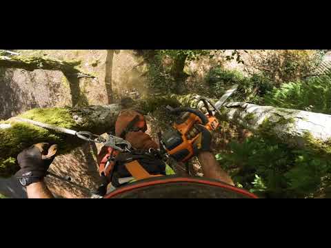 Tips on Climbing Dead Trees