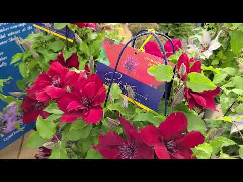 Clematis Nubia™ // SPECTACULAR red flowering vine part of the Raymond Evison™ Collection