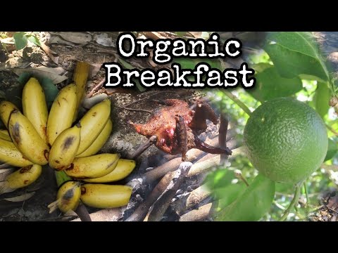 Hunting Organic Breakfast, Jamaican Style