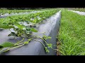 Most people don't know this about Growing Strawberries