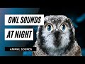 The Animal Sounds Owl Sound Effect At Night Animation