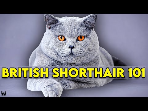 British Shorthair Cat 101 - Learn EVERYTHING About Them!!