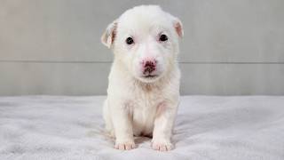 Amazing Rescue of a Sad and Scared Puppy with no Mom and Dad