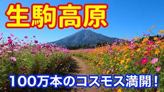 【宮崎県小林市観光】100万本のコスモスが凄い！生駒高原2026コスモスまつりを快晴の日に歩いてみた　宮崎散歩
