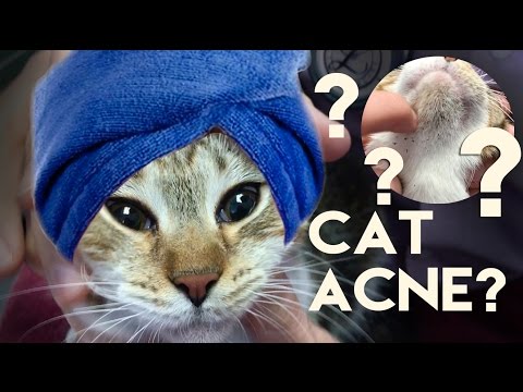 Your Cat Has Acne