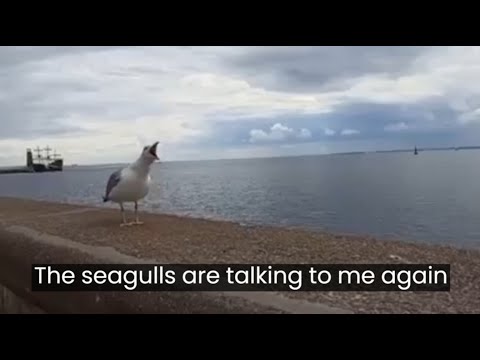 Nora Bumbiere, Viktors Lapčenoks "Ar mani atkal runā kaijas" (eng sub)