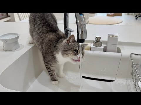 水道水を直飲みしようとしたら下手くそすぎて猫がこうなっちゃいましたwww