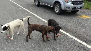 Re: [新聞] 流浪犬追車事故多 嘉縣議員建議將犬掛