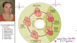 Cardiac cycle 1- Introduction