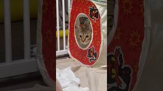 猫のいる生活 125日目 保護した猫が可愛い🐈 飛び出す猫🐈 #子猫 #cat #ねこ #cute #猫好きさんと繋がりたい#猫#可愛い#ペット#保護猫