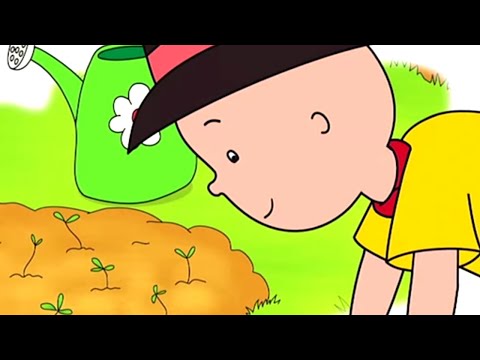 Caillou en Français | Caillou fait du Compost | 514 | dessin animé | NOUVEL ÉPISODE HD