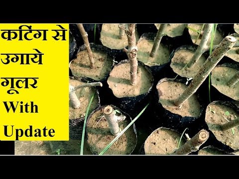 download lagu mp3 mp4 Audumbar Tree Cutting, download lagu Audumbar Tree Cutting gratis, unduh video klip Audumbar Tree Cutting