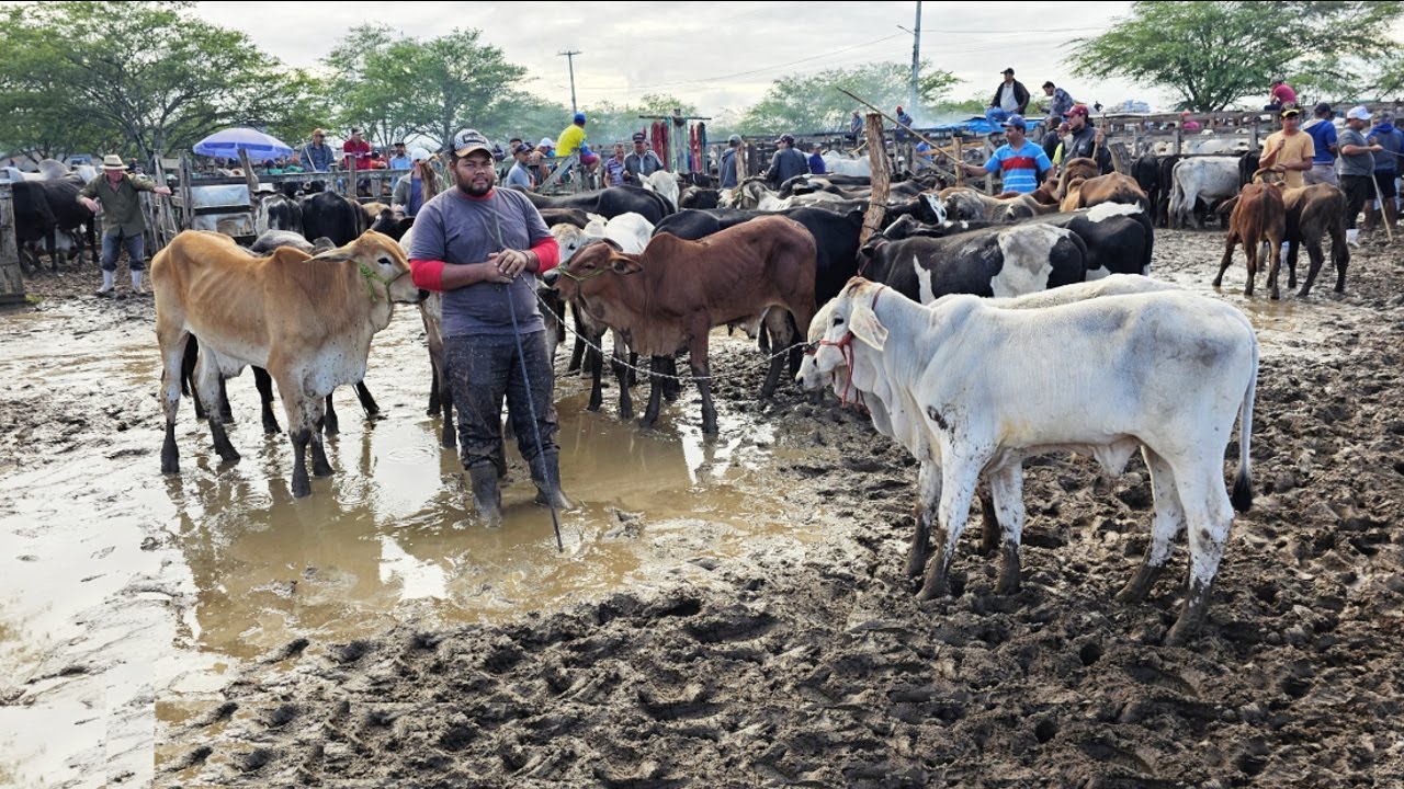 CATTLE AND MUD AT THE FAIR IN CACHOEIRINHA-PE 22-05-2025 #northeast