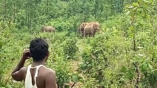 preview picture of video 'Elephant in ghatsila village 3'