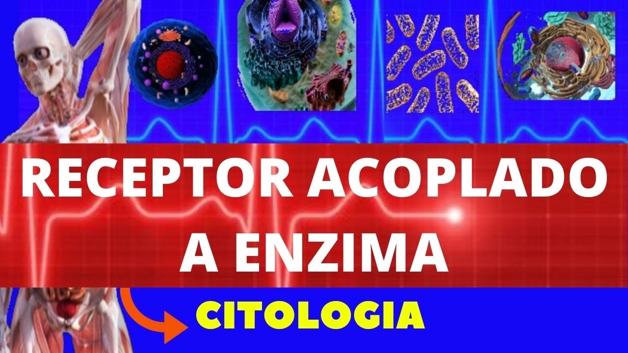 RECEPTORES ACOPLADOS A ENZIMAS (SINALIZAÇÃO CELULAR) - CITOLOGIA - ENSINO SUPERIOR