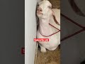 Goat Crying Before Qurbani Emotional Goat Video Goat Emotional Crying Love Qurbani Sad