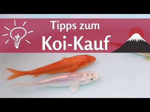 Koi kaufen – was sollte man beachten?