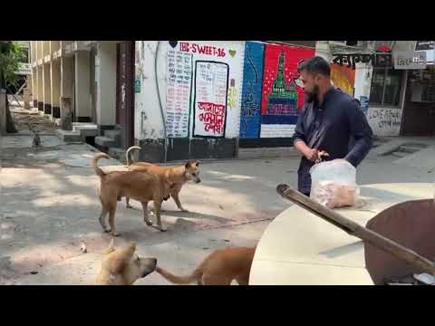 ফাকাঁ ক্যাম্পাসে অভূক্ত প্রানীদের খাবার দিচ্ছেন জকসুর পাঠাগার সম্পাদক