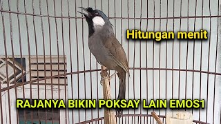 Download lagu poksay hongkong gacor istimewa mp3 Download lagu poksay hongkong gacor istimewa mp3