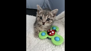 Homing Feral Kittens