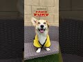 Boshi S Samurai Training Inspired By Paws Of Fury Legend Of Hank