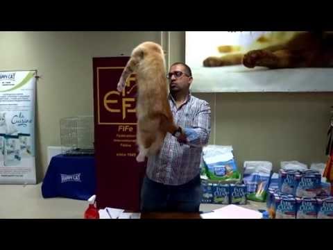 Ignat from Kirbeautycoon*KZ  (10 months). Expert FIFE  Mr. Youssef Khaled (CZ - Czech Republic).