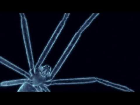 Org spider vs assassin bug Best fight