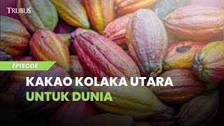 Kakao Kolaka Utara untuk Dunia
