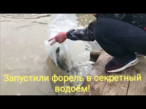 Купили и запустили форель в секретный водоём!