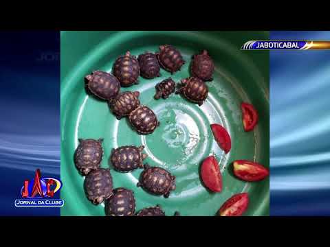 Polícia apreende jabutis vendidos ilegalmente em Jaboticabal- Jornal da Clube 2ª Edição (27/04/2021)