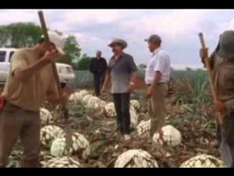 Tequileros   Pelicula Completa