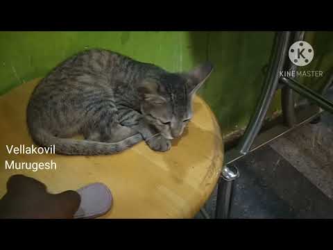 நம் கவலைகள் மறந்தே போகும் இந்த வீடியோ பாத்தா.....😊😊😊#vellakovilmurugesh