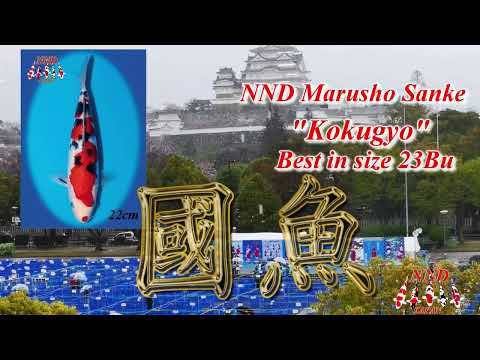 第38回錦鯉全国若鯉品評会 NND大正三色 23部国魚賞