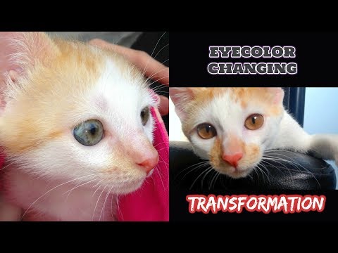 AMAZING EYECOLOR changing TIMELINE of my Kitten!!  👀♡