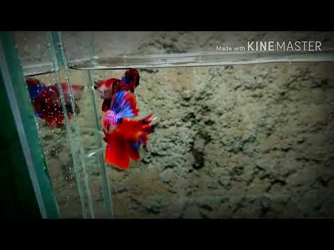 Most beautiful #Bettafish collection & Betta fish tank😍