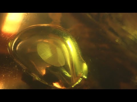 GRS Gemresearch: The world’s only moving calcite crystal inside amber formed during dinosaur times
